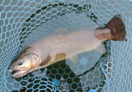 2/28　ウグイスの初鳴きを観測 ～岡崎トラウトポンド～　Lesson 14